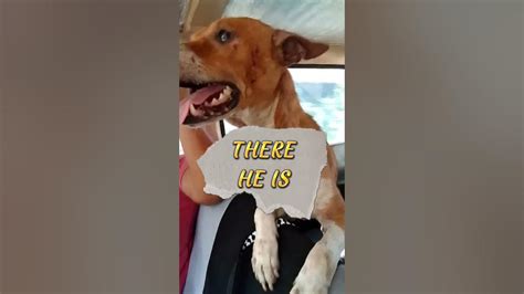 Davao Dog Pound .